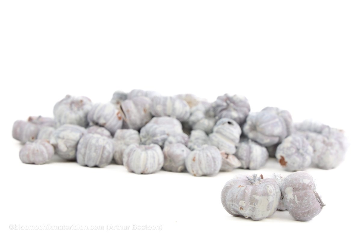 PHUTKA PODS WIT +/ - 250GR - bloemschikmaterialen.com