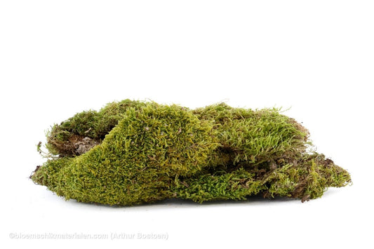 PLAT MOS NATUREL +/-50GR - bloemschikmaterialen.com