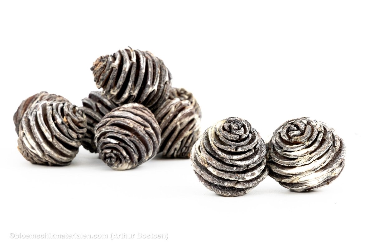 PLATYSPERMUM MEDIUM WHITE WASH 1KG - bloemschikmaterialen.com