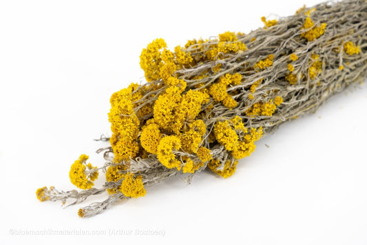 SANFORDII GEEL NATUREL - bloemschikmaterialen.com