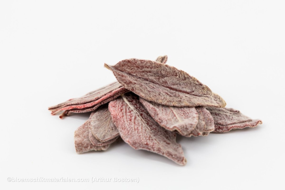 STACHYSBLAD GECONSERVEERD BORDEAUX 75ST - bloemschikmaterialen.com