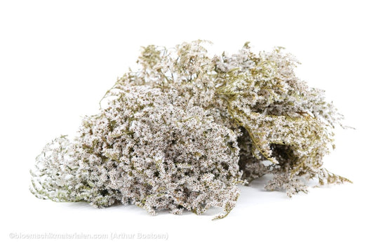 STATICE TATARICA NATUREL +/ - 200GR - bloemschikmaterialen.com