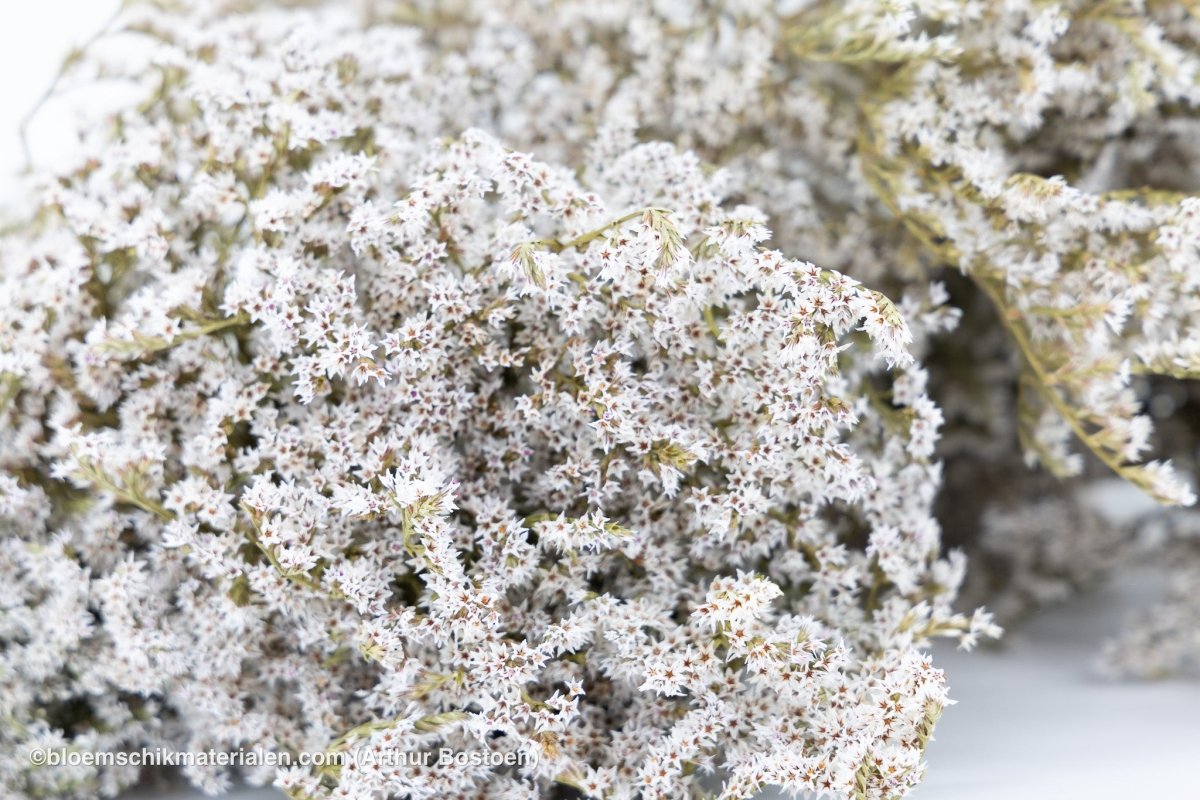 STATICE TATARICA NATUREL +/ - 200GR - bloemschikmaterialen.com
