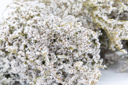 STATICE TATARICA NATUREL +/ - 200GR - bloemschikmaterialen.com
