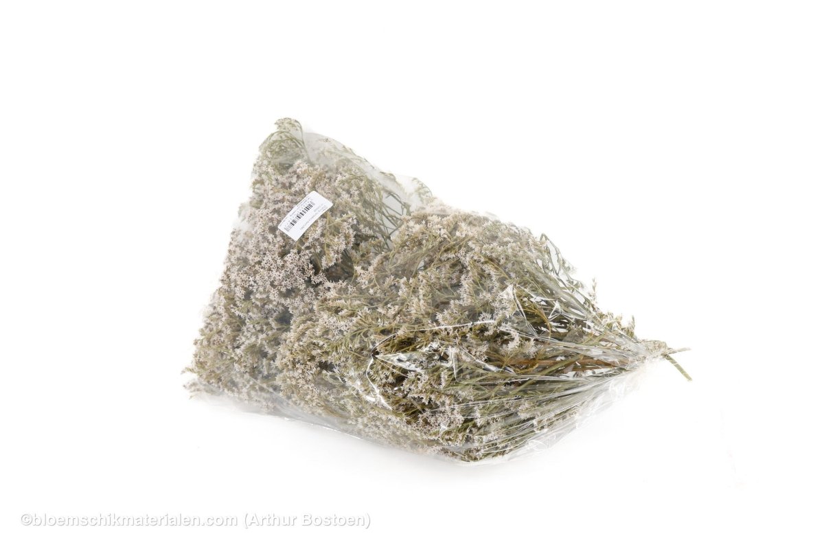 STATICE TATARICA NATUREL +/ - 200GR - bloemschikmaterialen.com