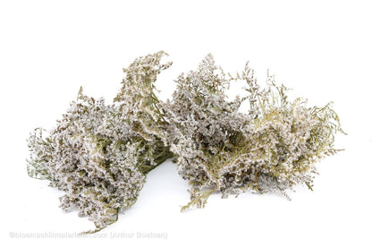 STATICE TATARICA NATUREL +/ - 200GR - bloemschikmaterialen.com