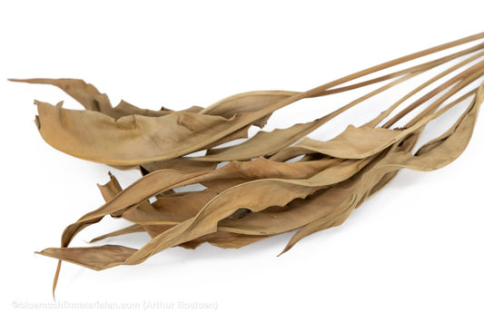 STRELITZIA BLAD LANG MODDERBRUIN 10ST - bloemschikmaterialen.com