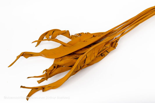 STRELITZIA LANG ORANJE (ABRIKOOS) 10ST - bloemschikmaterialen.com