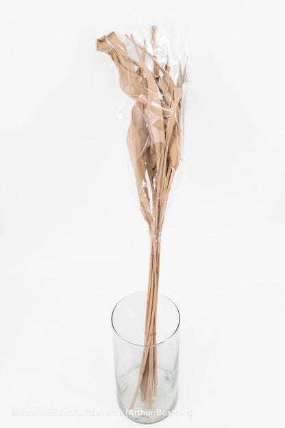 STRELITZIA LANG POEDERROOS 10ST - bloemschikmaterialen.com