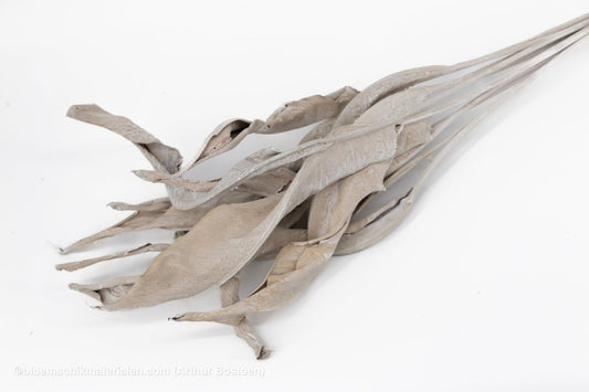 STRELITZIA LANG WHITE WASH 10ST - bloemschikmaterialen.com