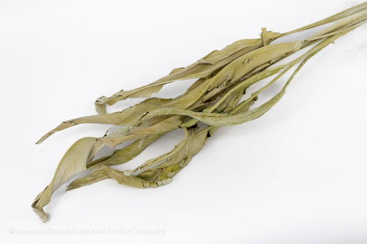 STRELITZIA LONG GREEN WASHED 10ST - bloemschikmaterialen.com