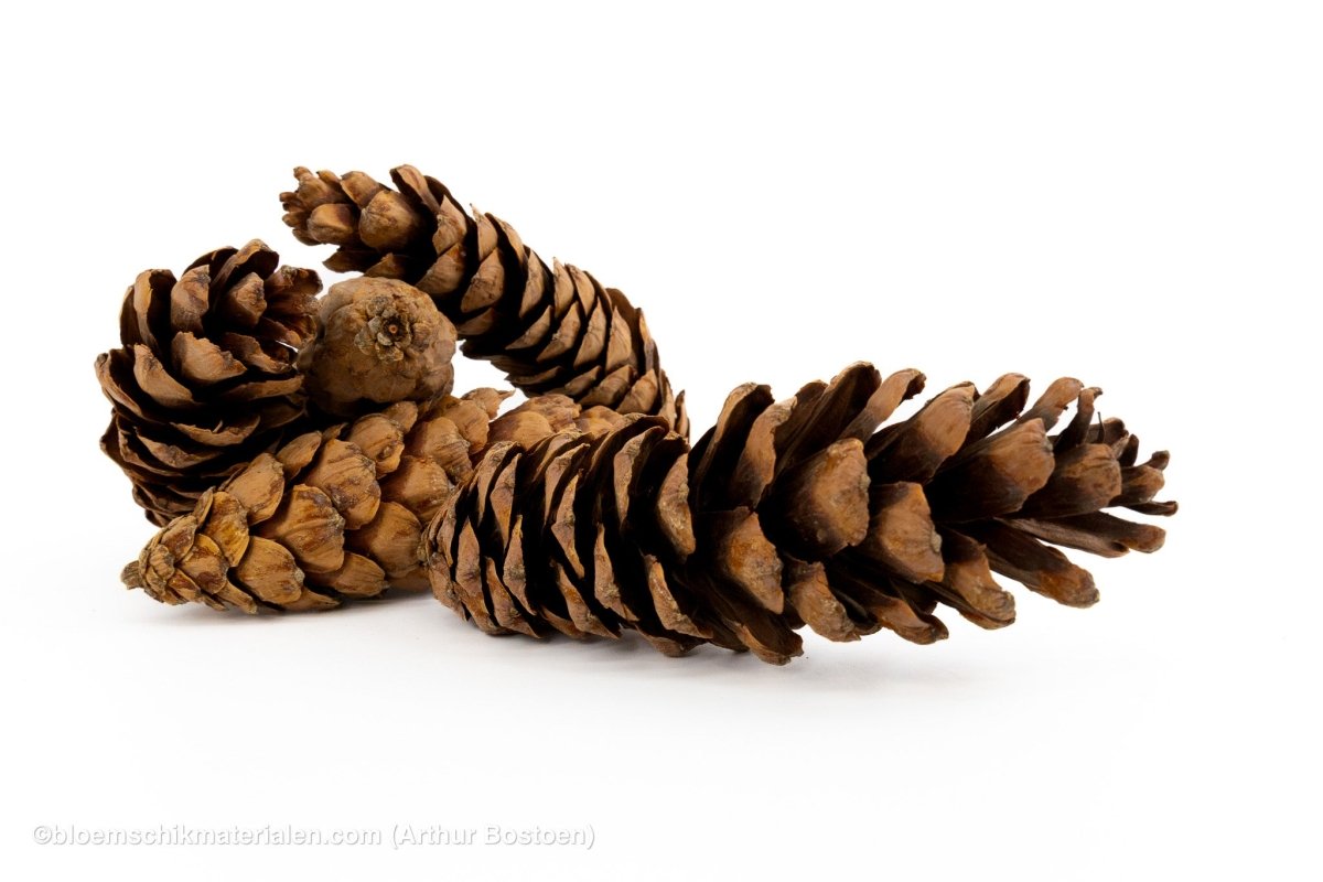 STROBUS 15/20CM NATUREL 15ST - bloemschikmaterialen.com