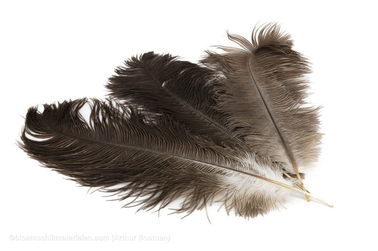 STRUISVOGELVEREN DRAB 41 - 50CM NATUREL 3ST - bloemschikmaterialen.com