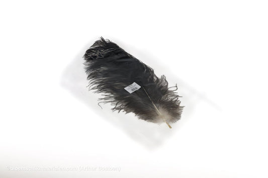 STRUISVOGELVEREN DRAB 51 - 60CM NATUREL 1ST - bloemschikmaterialen.com