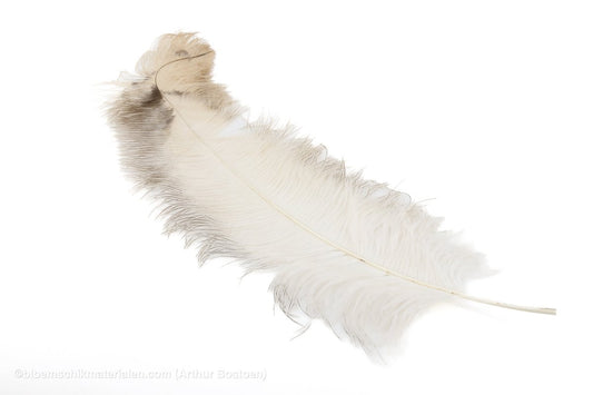 STRUISVOGELVEREN DRAB +60CM NATUREL 1ST - bloemschikmaterialen.com