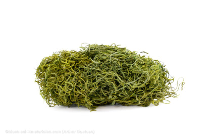 TISLANDSIA (TILLANDSIA) APPELGROEN +/-200GR