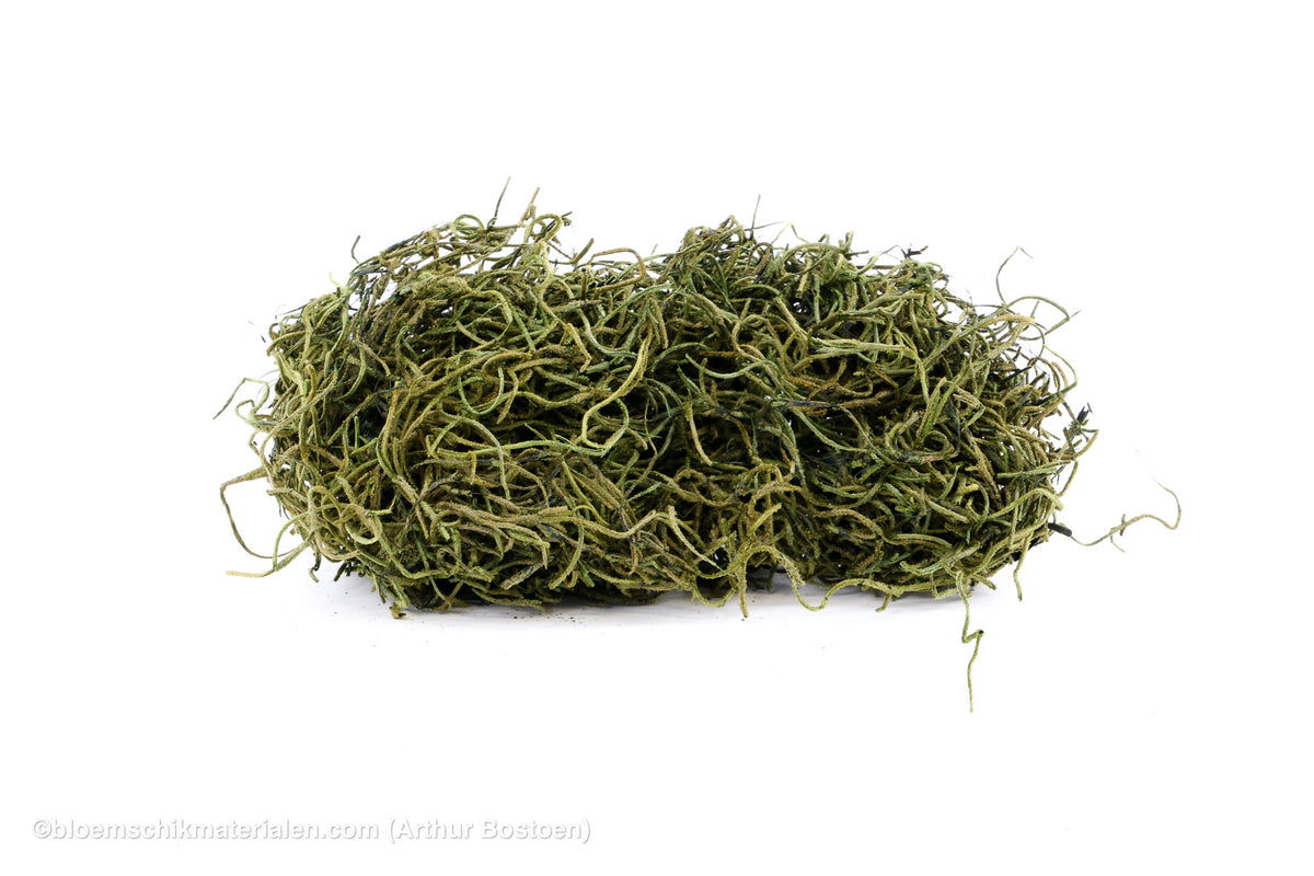 TISLANDSIA (TILLANDSIA) MOSGROEN +/-30GR
