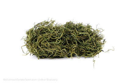 TISLANDSIA (TILLANDSIA) MOSGROEN +/-30GR