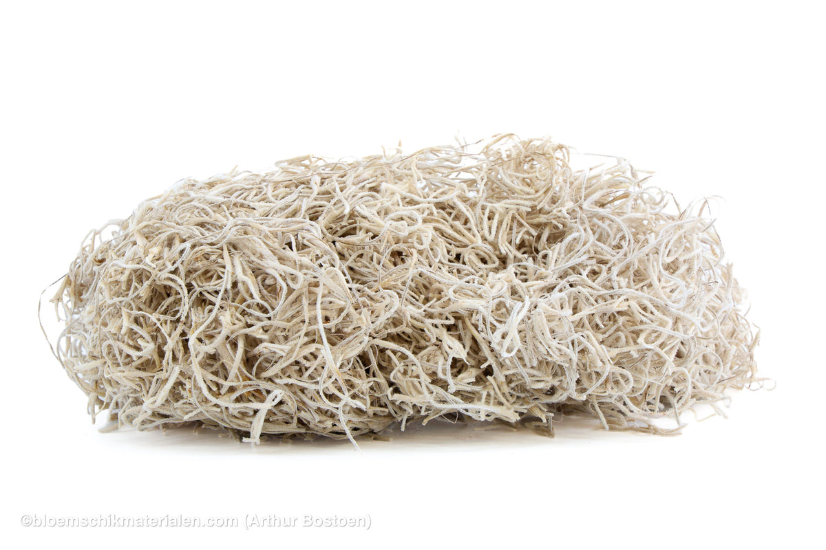 TISLANDSIA (TILLANDSIA) GEBLEEKT +/-30GR