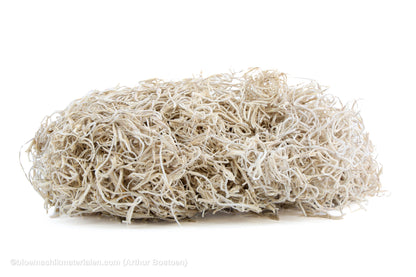 TISLANDSIA (TILLANDSIA) GEBLEEKT +/-30GR