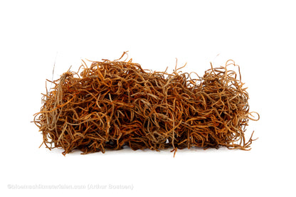 TISLANDSIA (TILLANDSIA) MOSGROEN +/-200GR (kopie)