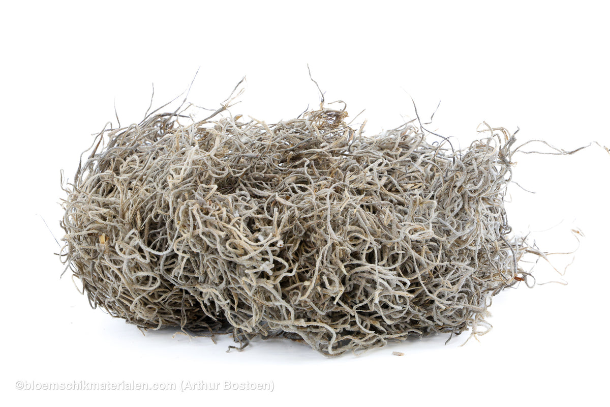 TISLANDSIA (TILLANDSIA) GRIJS +/-30GR