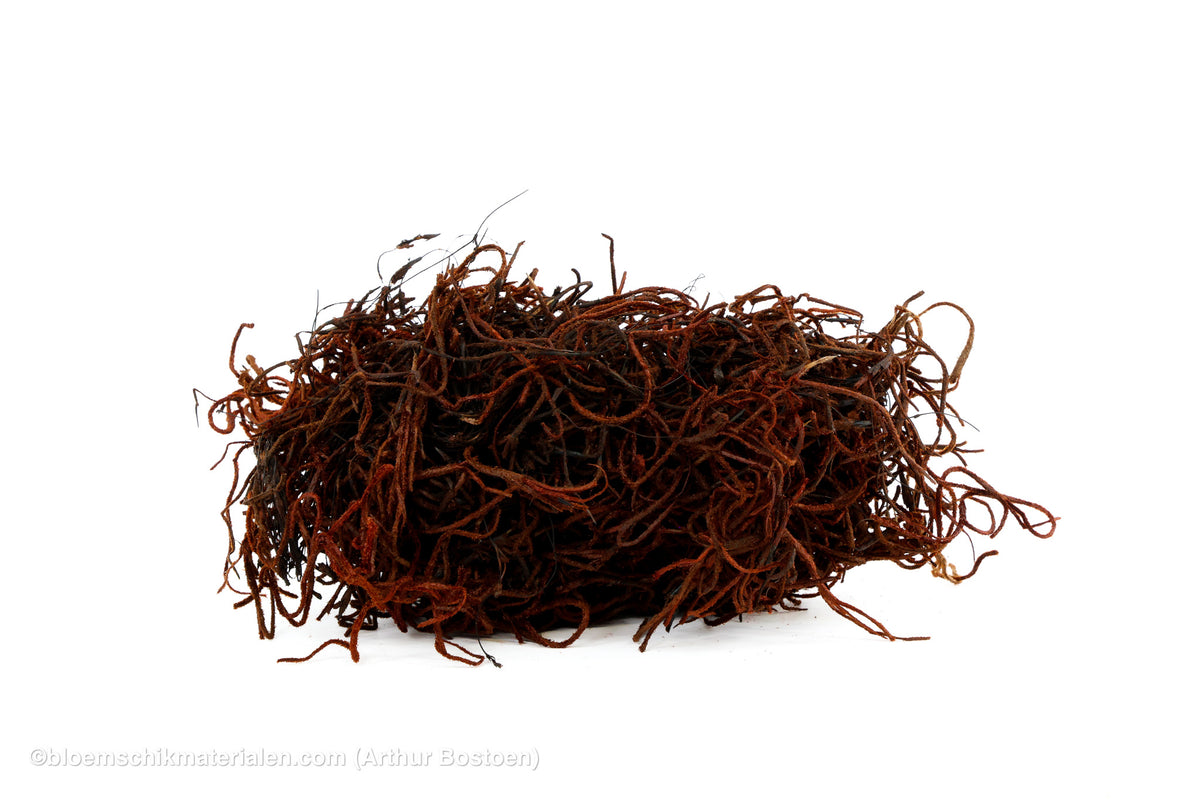 TISLANDSIA (TILLANDSIA) BRUIN +/-200GR