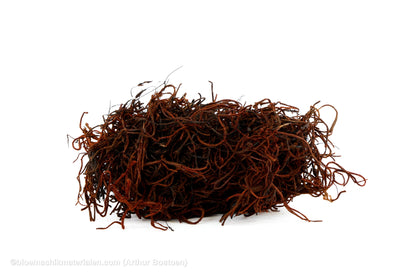 TISLANDSIA (TILLANDSIA) BRUIN +/-200GR