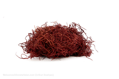TISLANDSIA (TILLANDSIA) BORDEAUX +/-200GR