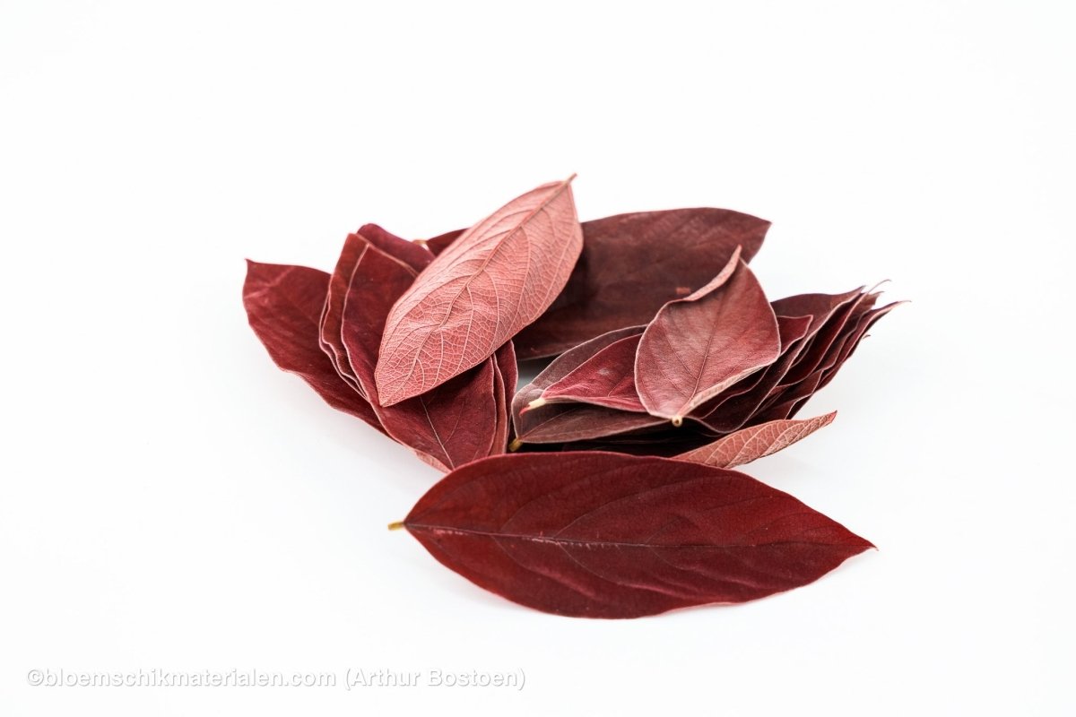 VELVETBLAD GECONSERVEERD (GESTABILISEERD) BORDEAUX 150ST - bloemschikmaterialen.com