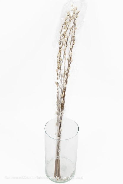 WILGENKATJES NATUREL 70-80CM 8ST - bloemschikmaterialen.com