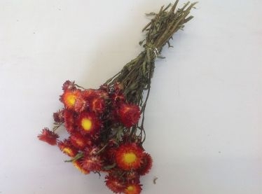 Helichrysum rood ±100 gr.