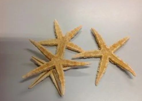 Zeesterren (Sugar Starfish) 8-10 cm / 50 st.