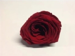 Geconserveerde roos (large open) +/- 6,5 cm bordeaux (4 stuks)