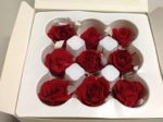 Geconserveerde roos (Kitty) +/- 3,5 cm rood (9 stuks)