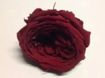 Geconserveerde roos (English Rose Kate) +/- 5 cm bordeaux (4 stuks)