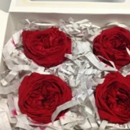 Geconserveerde roos (English Rose Kate) +/- 5 cm rood (4 stuks)