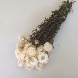 Helichrysum wit ± 100 gr.