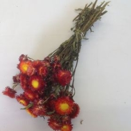 Helichrysum rood ±100 gr.