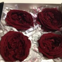 Geconserveerde roos (English Rose Kate) +/- 5 cm bordeaux (4 stuks)