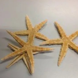 Zeesterren (Sugar Starfish) 8-10 cm / 50 st.