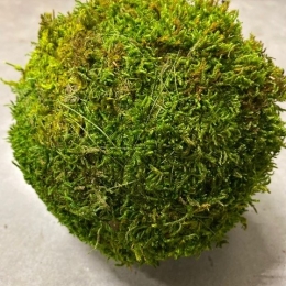Bol groen geconserveerd mos 10 cm